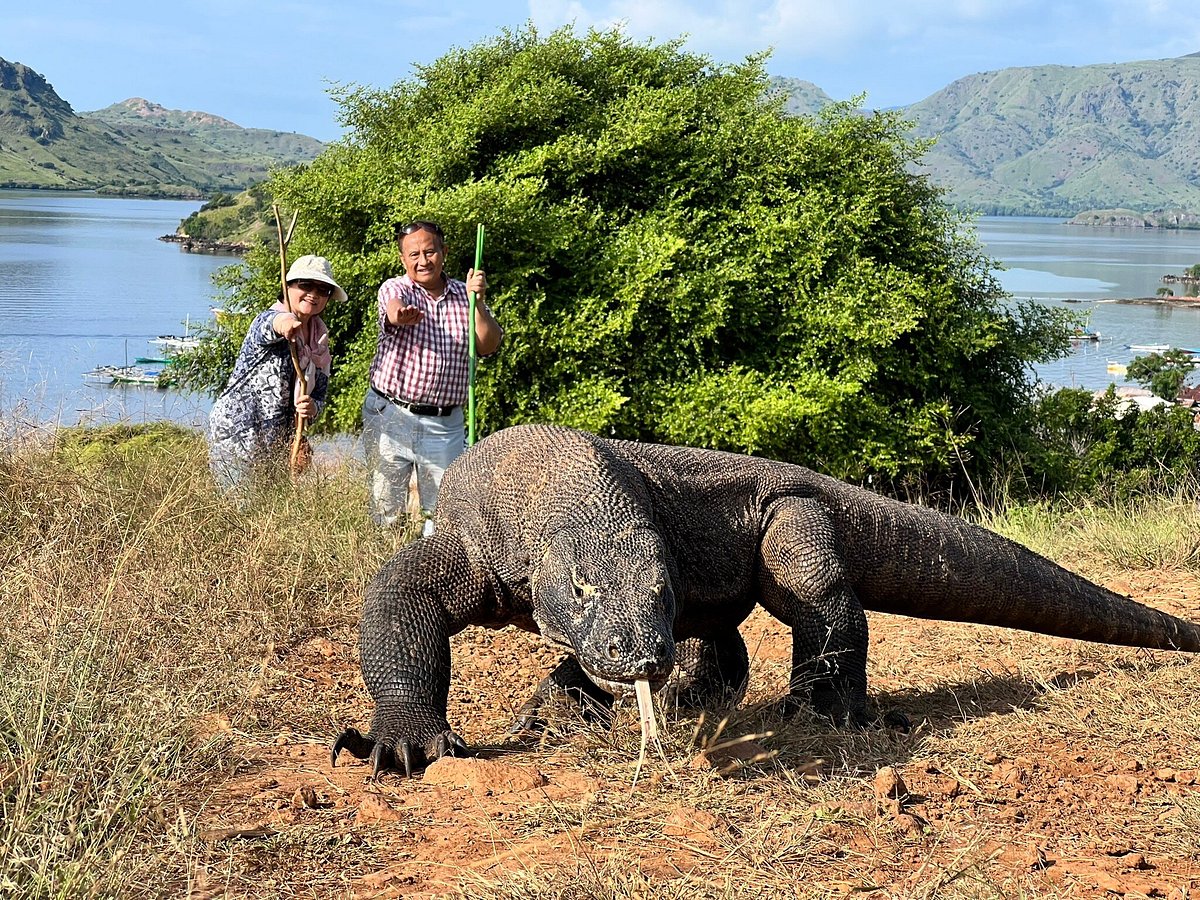 Alam Pulau Komodo